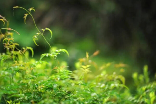 5 Plants you think are attractive, but are actually invasive in nature