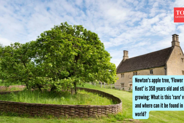 Flower Of Kent Apple Tree: Newton's apple tree, 'Flower of Kent' is 350 years old and still growing: What is this 'rare' variety, and where can it be found in the world?