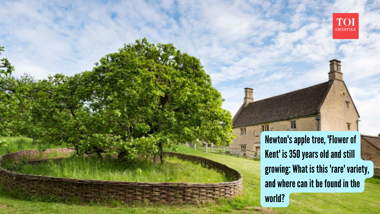 Flower Of Kent Apple Tree: Newton's apple tree, 'Flower of Kent' is 350 years old and still growing: What is this 'rare' variety, and where can it be found in the world?