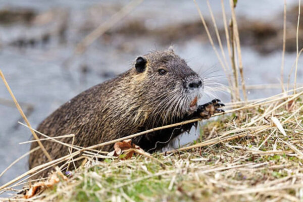 One of the world's largest rodents was imported for fur farming in North America; today it's devastating wetlands and riverbanks across US |