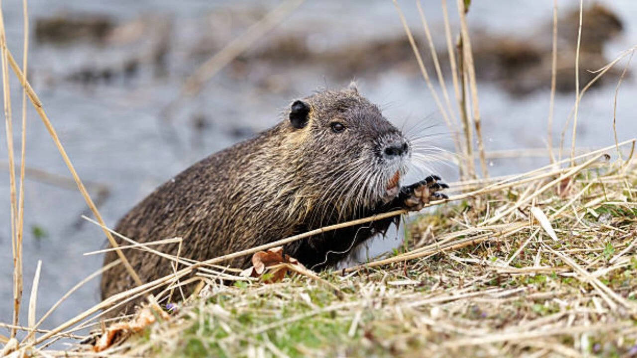 One of the world's largest rodents was imported for fur farming in North America; today it's devastating wetlands and riverbanks across US |