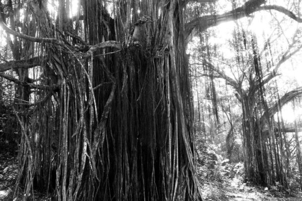 World's oldest scientifically dated banyan tree is in Bihar: How travellers can visit this remarkable 700-year-old living landmark |