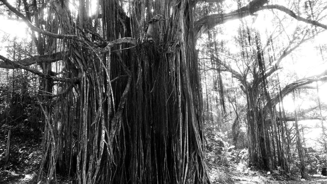 World's oldest scientifically dated banyan tree is in Bihar: How travellers can visit this remarkable 700-year-old living landmark |