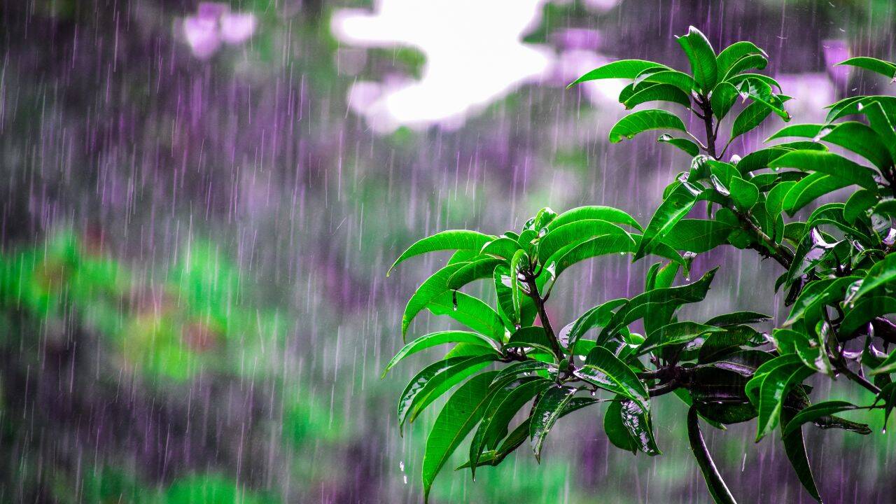 Delhi-NCR rain update: What's open, what's closed and areas travellers should avoid today amid orange alert |