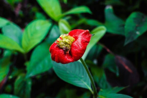 Hooker Lips Flower: Looking exactly like deep red human lips, blooming only for a short time: Meet the rare rainforest flower 'Hooker's Lips' that fools almost everyone