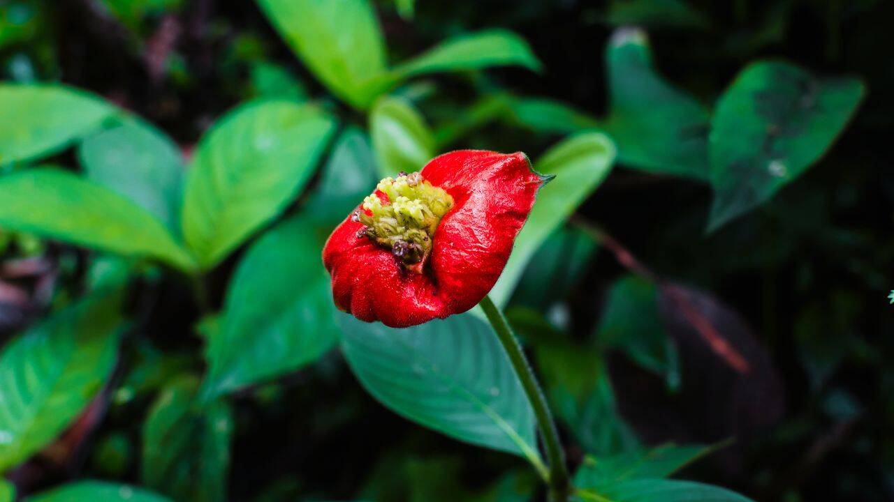 Hooker Lips Flower: Looking exactly like deep red human lips, blooming only for a short time: Meet the rare rainforest flower 'Hooker's Lips' that fools almost everyone