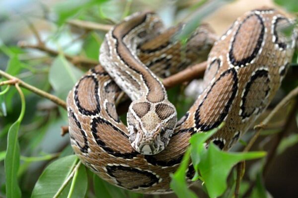 The deadliest snakebite hotspots around the world where travellers should think twice before visiting
