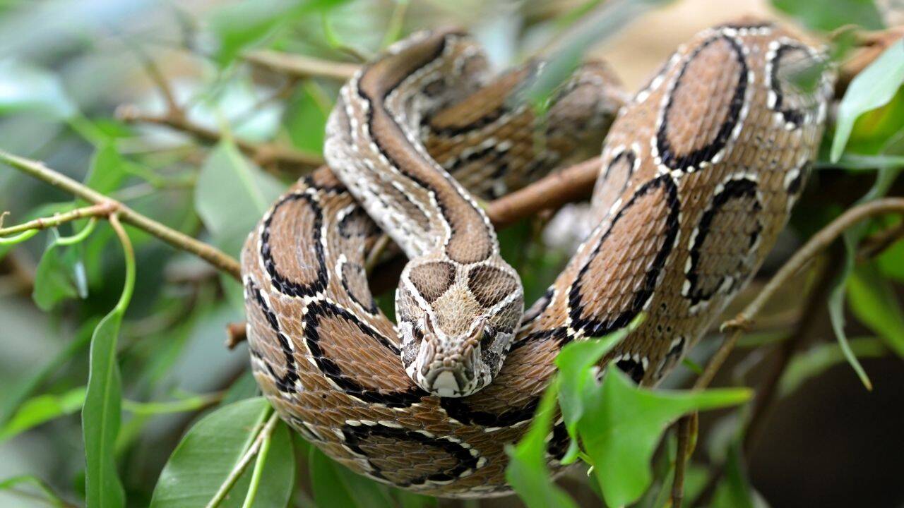 The deadliest snakebite hotspots around the world where travellers should think twice before visiting