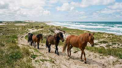 Sable Island is a remote sand island with no permanent residents, yet hundreds of wild horses roam freely across its shifting dunes | World News