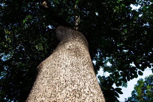 This tree is one of the most dangerous in the world-- it can explode, stab and poison