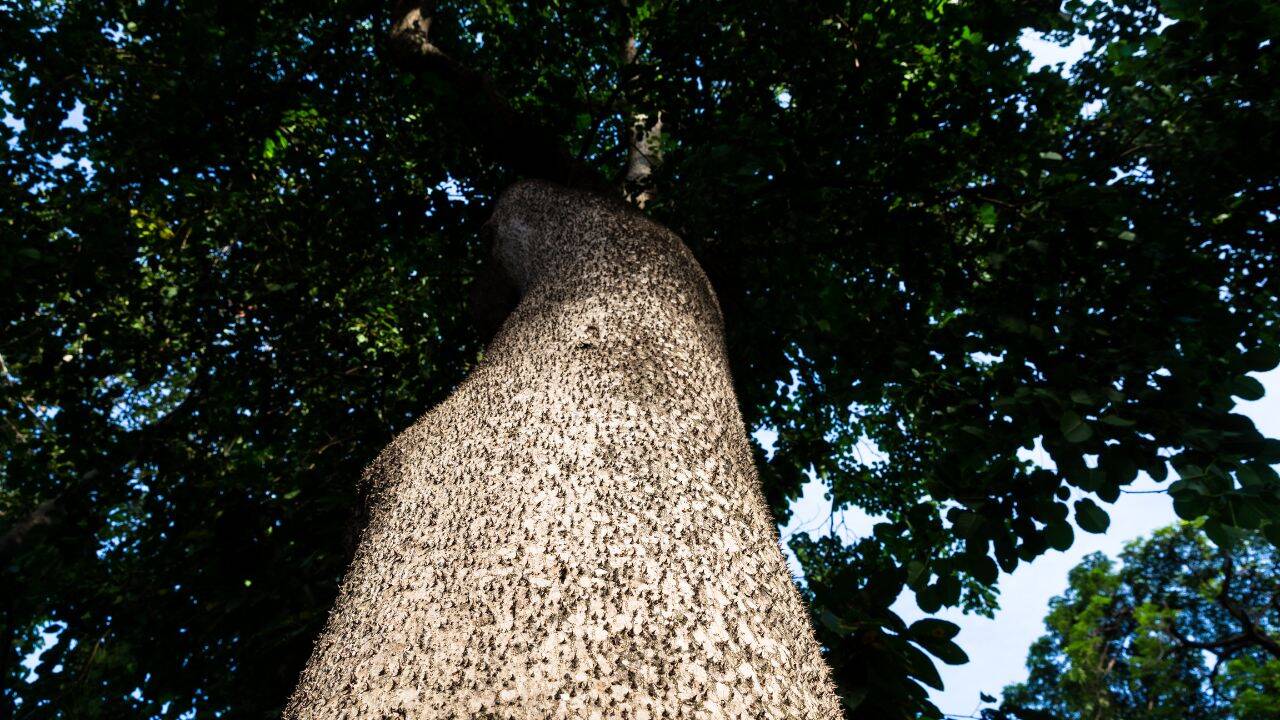 This tree is one of the most dangerous in the world-- it can explode, stab and poison