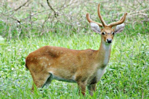 Keibul Lamjao National Park: India's only floating national park is a 40-sq-km wetland home to a rare and endangered deer species
