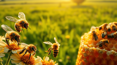Scientists tagged thousands of bees and found that just a few do most of the work in every hive |