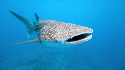 Whale Sharks: Scientists attach cameras to whale sharks, capturing how the world’s biggest fish hunts like never before