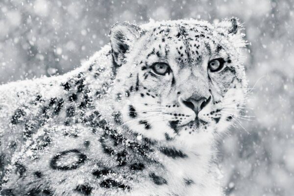 Snow Leopards: Scientists fitted GPS collars on four elusive snow leopards, known as the 'Ghosts of the Himalayas,' to uncover their secret lives; the breakthrough could transform wildlife tourism