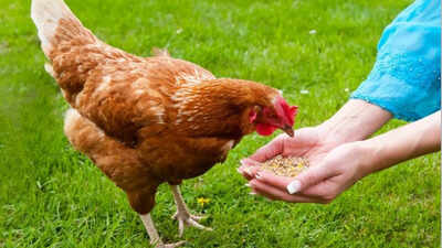 Swedish proverb of the day: 'Even a blind hen finds a grain sometimes' — A simple image with a profound lesson about opportunity, persistence, and human nature