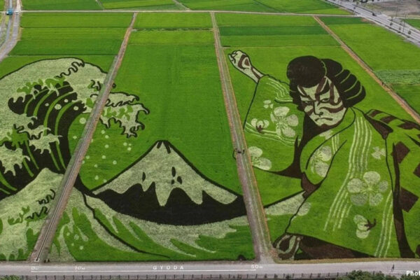 This Japanese village hides giant artworks in its rice fields: From Tanjiro to Napoleon, they only emerge every summer to mesmerise the world |