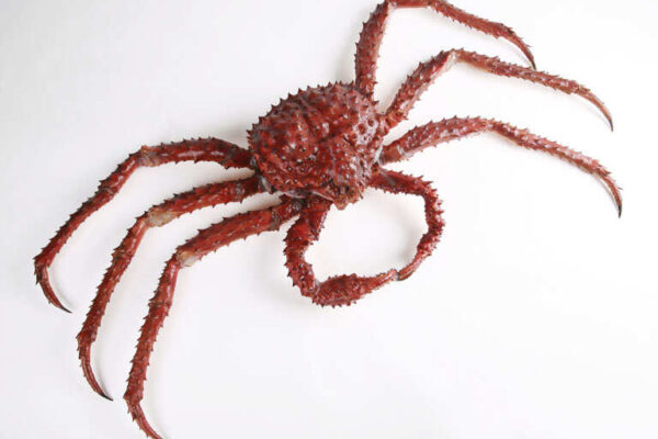 Soviet scientists released red king crabs into the Barents Sea in the 1960s to build a new fishing industry, but decades later, the giant crabs have spread across Russian and Norwegian waters, altering seafloor communities as they feed on native marine life | World News