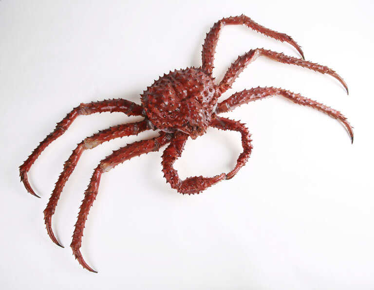 Soviet scientists released red king crabs into the Barents Sea in the 1960s to build a new fishing industry, but decades later, the giant crabs have spread across Russian and Norwegian waters, altering seafloor communities as they feed on native marine life | World News
