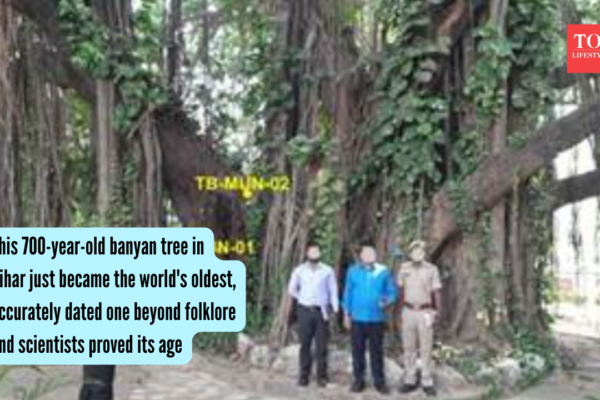 World'S Oldest Banyan Tree: This 700-year-old banyan tree in Bihar just became the world's oldest, accurately dated one beyond folklore and scientists proved its age