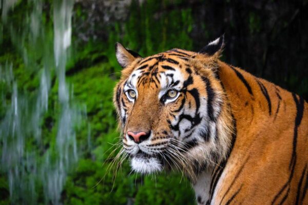 International Tiger Day: Where tigers no longer roar: 8 countries that have lost their wild tigers, and what travellers can learn from their silence on this International Tigers Day |
