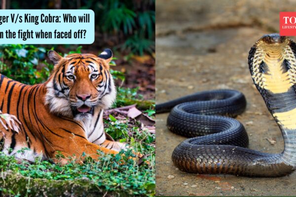 Tiger V/s King Cobra: Who will win the fight when faced off? |