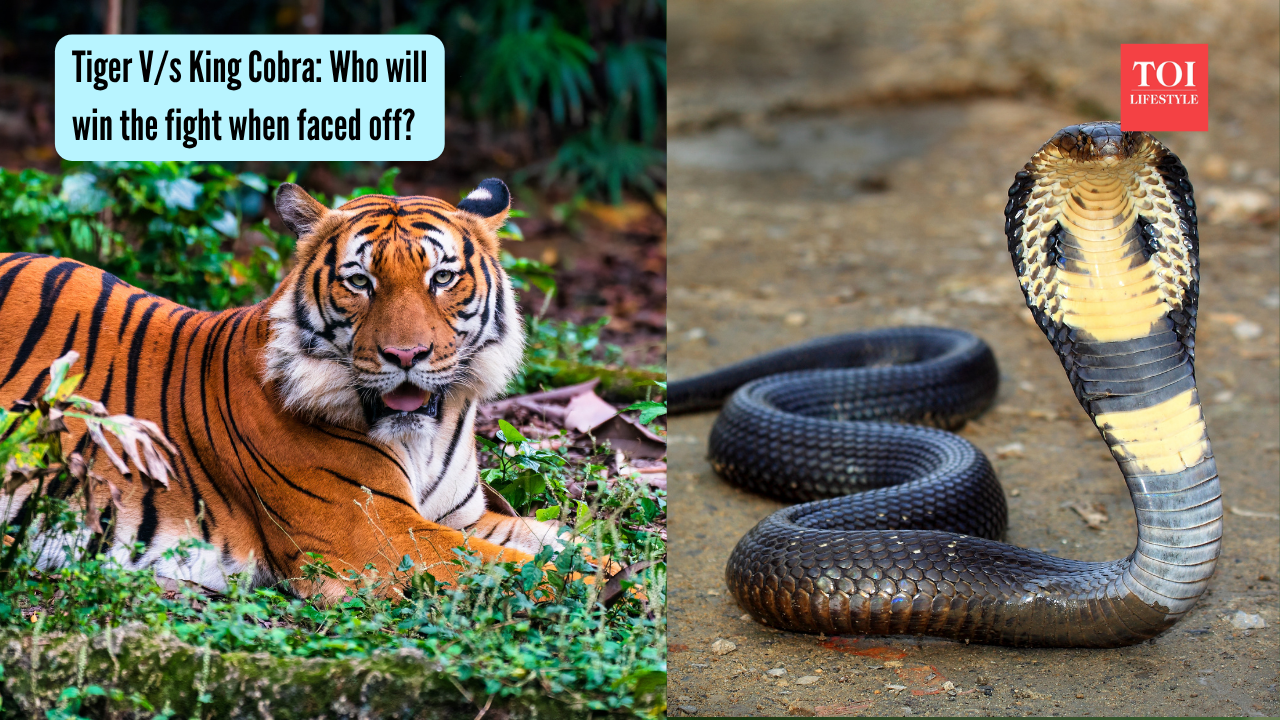 Tiger V/s King Cobra: Who will win the fight when faced off? |