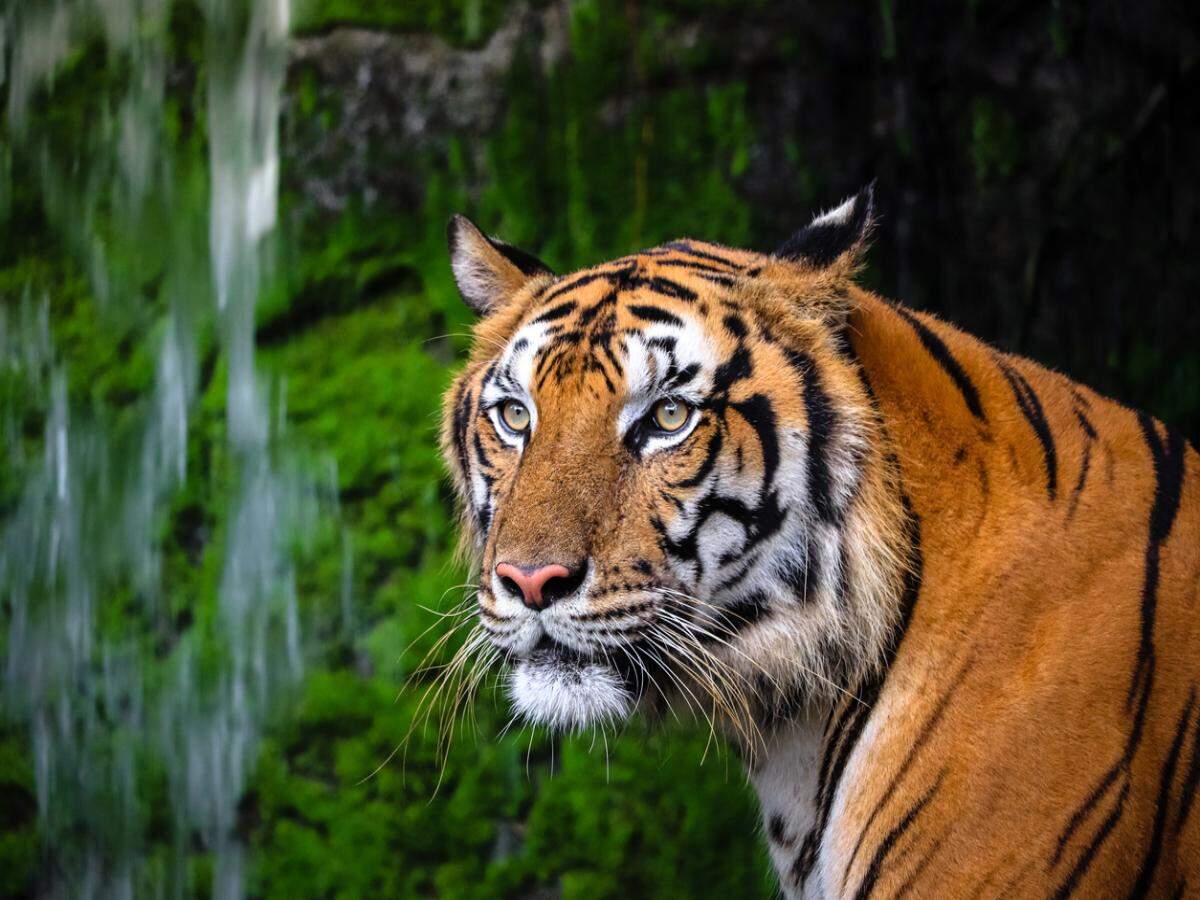 International Tiger Day: Where tigers no longer roar: 8 countries that have lost their wild tigers, and what travellers can learn from their silence on this International Tigers Day |