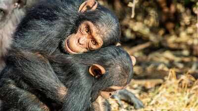 Chimpanzees and bonobos hug before meals to avoid fights and distribute food fairly, scientists discover |
