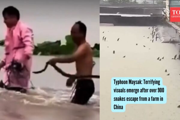 Typhoon Maysak: Terrifying visuals emerge after over 900 snakes escape from a farm in China |