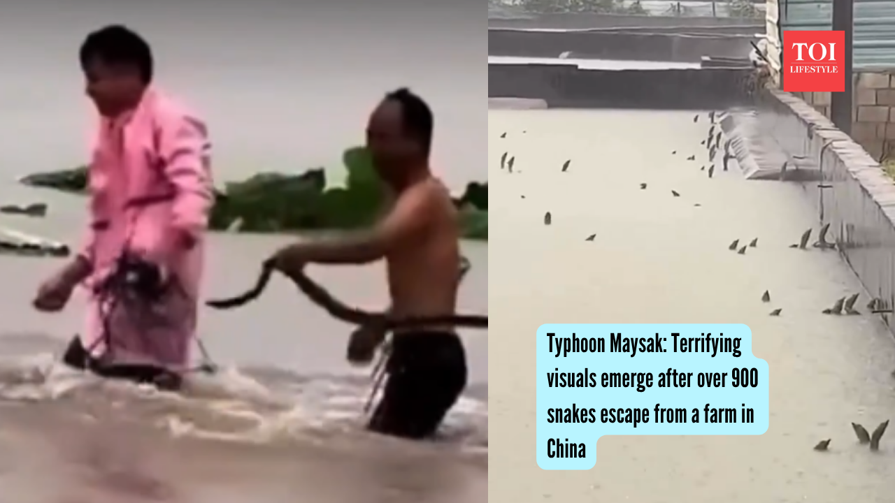 Typhoon Maysak: Terrifying visuals emerge after over 900 snakes escape from a farm in China |