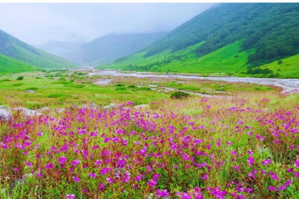 Taller than humans, blooming once in seven years: Meet the rare Himalayan ‘Diamond’ flower that defies nature |