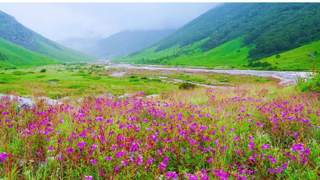 Taller than humans, blooming once in seven years: Meet the rare Himalayan ‘Diamond’ flower that defies nature |