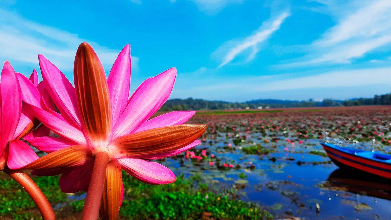 This hidden town in Kerala turns into a pink paradise every monsoon; here's where and how to see the magical water lilies