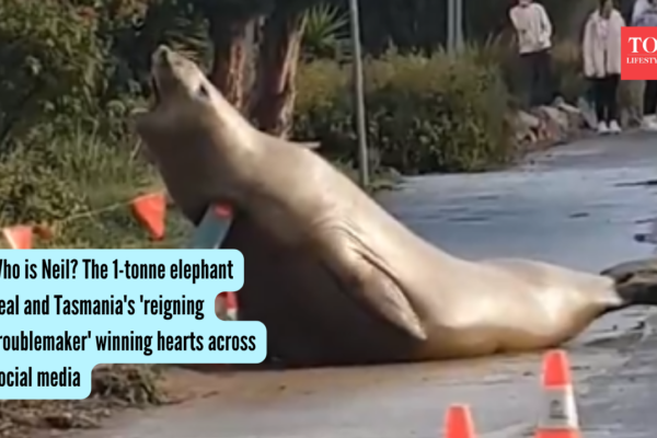 Who is Neil? The 1-tonne elephant seal and Tasmania's 'reigning troublemaker' winning hearts across social media