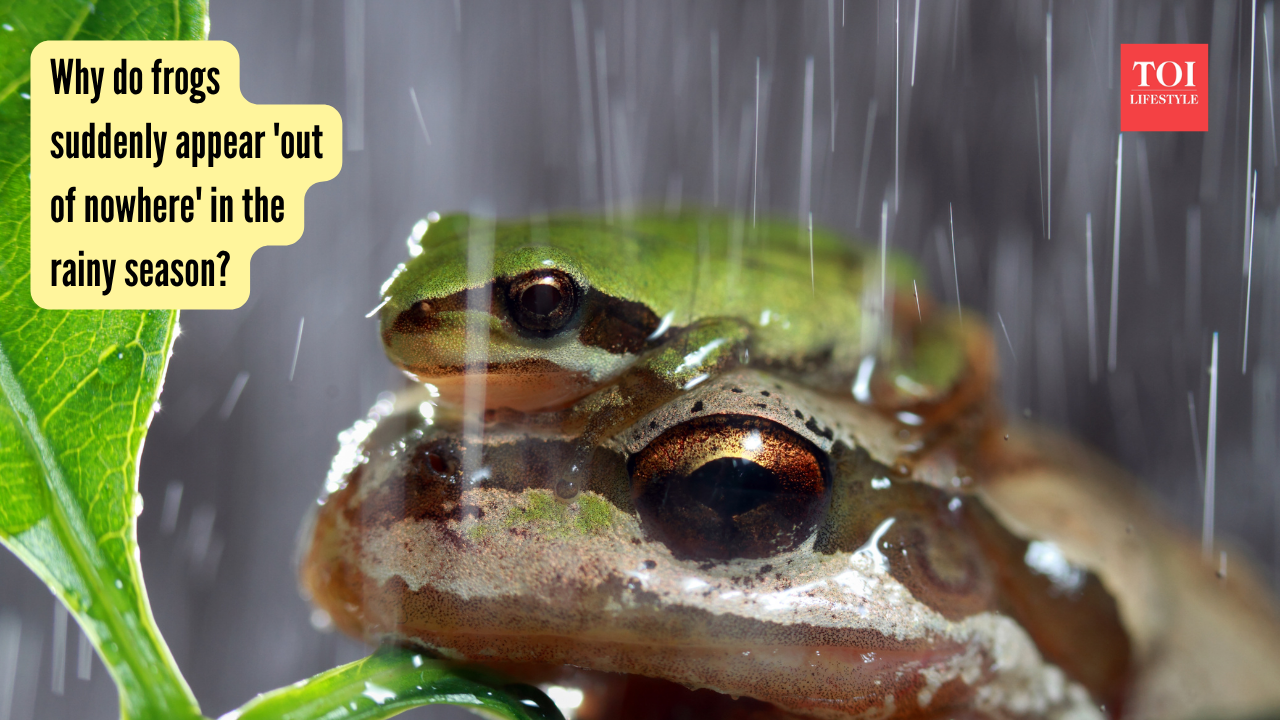 Why do frogs suddenly appear 'out of nowhere' in the rainy season? |