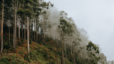 Why eucalyptus trees shed their bark every year and how it helps them survive |