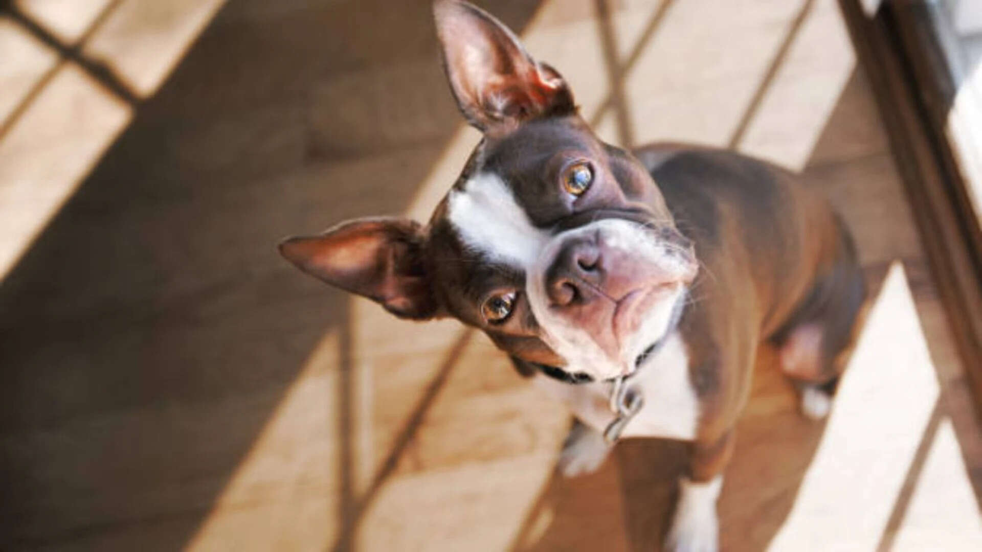 Psychology says people who talk to their pets like they are humans have these 7 unique psychological strengths |