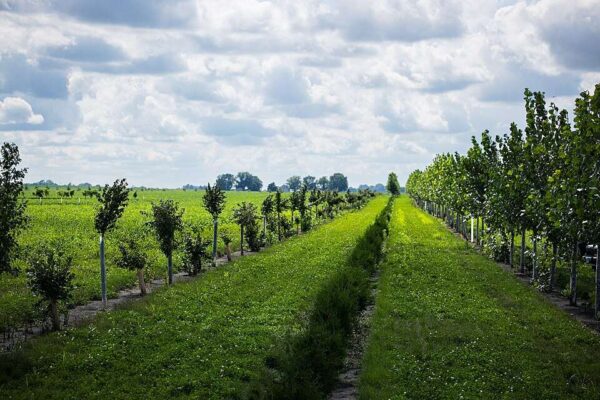 In the 1930s, America planted 220 million trees across Dust Bowl farmland; decades later, thousands of km of shelterbelts still protected farms and wildlife