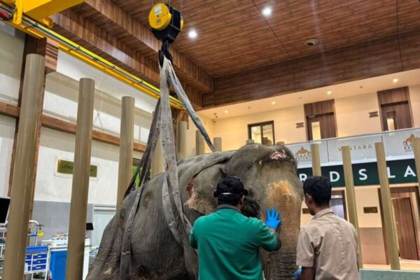 Flood-rescued elephant Joymoti airlifted and shifted to Anant Amabani’s Vantara for specialised care | India News