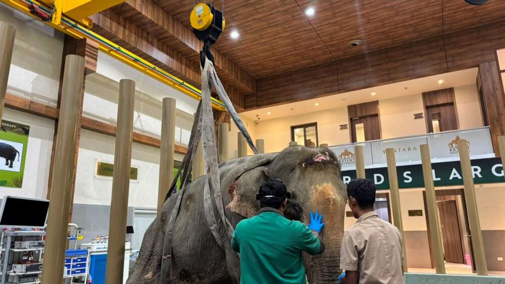 Flood-rescued elephant Joymoti airlifted and shifted to Anant Amabani’s Vantara for specialised care | India News