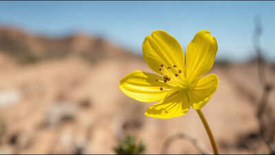 A rare yellow-flowered California plant unseen since 1957 has been rediscovered after 68 years |