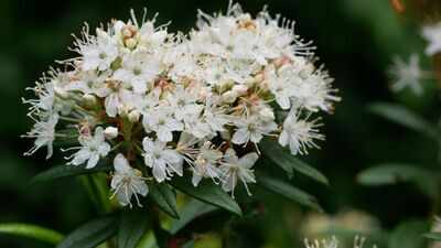 Scientists identify an insect-eating plant that just proved Charles Darwin's 150-year-old theory right