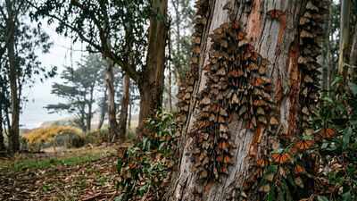 California's winter monarch migration has collapsed from millions in the 1990s to 12,260 butterflies in 2025; the third-lowest count ever recorded |