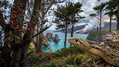 Hawaii has remained snake-free for millions of years, and the reason lies in how the islands were born | World News