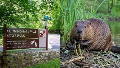 Maryland: Two people bitten by beavers in less than two weeks at Maryland park force partial closure after both animals test positive for rabies | World News