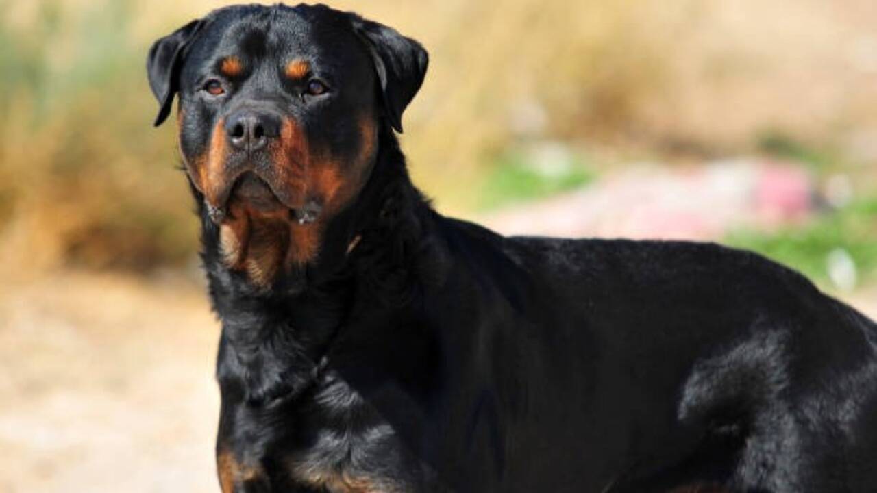 From loyalty to alertness: 7 low-maintenance dog breeds for homeowners