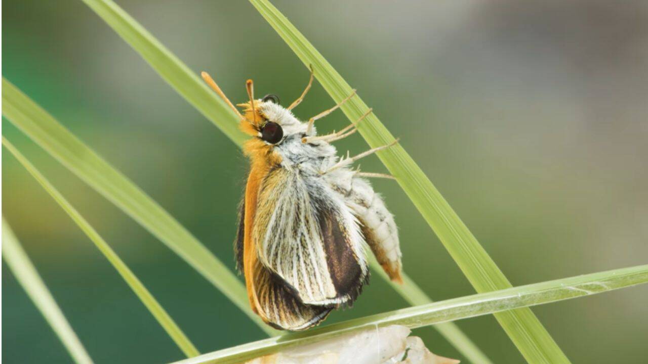 Only nine such butterflies were found in US in 2022; 3 years later, over 1,300 were released