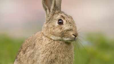In 1937, Australian scientists released infected rabbits on an island to test a virus that would later transform rabbit control across the continent |