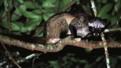 Coffee beans found in Civet poop used to make one of the world’s most expensive Kopi Luwak coffee which costs thousands of dollars per kilogram |